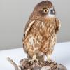 Acrobatic owl