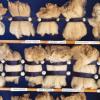 Samples of wool clip from all the local stations