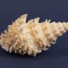 Shells and Crustacea