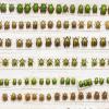 Keith Carnaby Beetle Collection