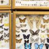Keith Carnaby Beetle Collection