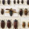 Keith Carnaby Beetle Collection
