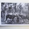 Photographs by Bert Saw