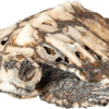 Hawksbill turtle skeleton