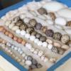Birds' egg collection