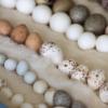 Birds' egg collection