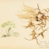 A history of preserving wildflowers