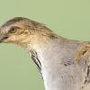 Taxidermy Malleefowl and eggs