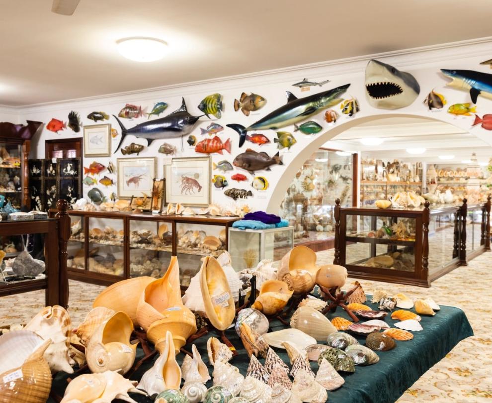 Belleview Shell Collection Overview