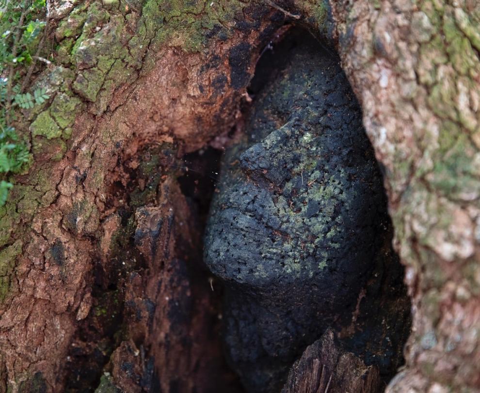 Northcliffe Visitors Centre Overview