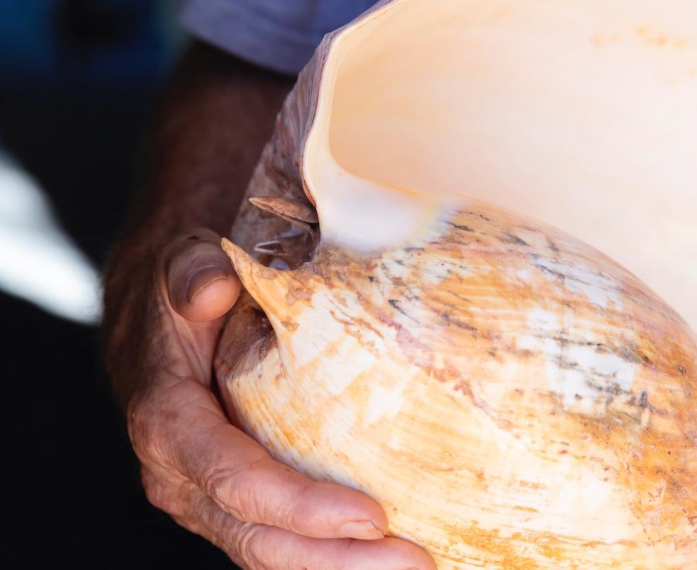 Neil and Judy Baker Shell Collection Overview