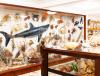 Belleview Shell Collection Overview