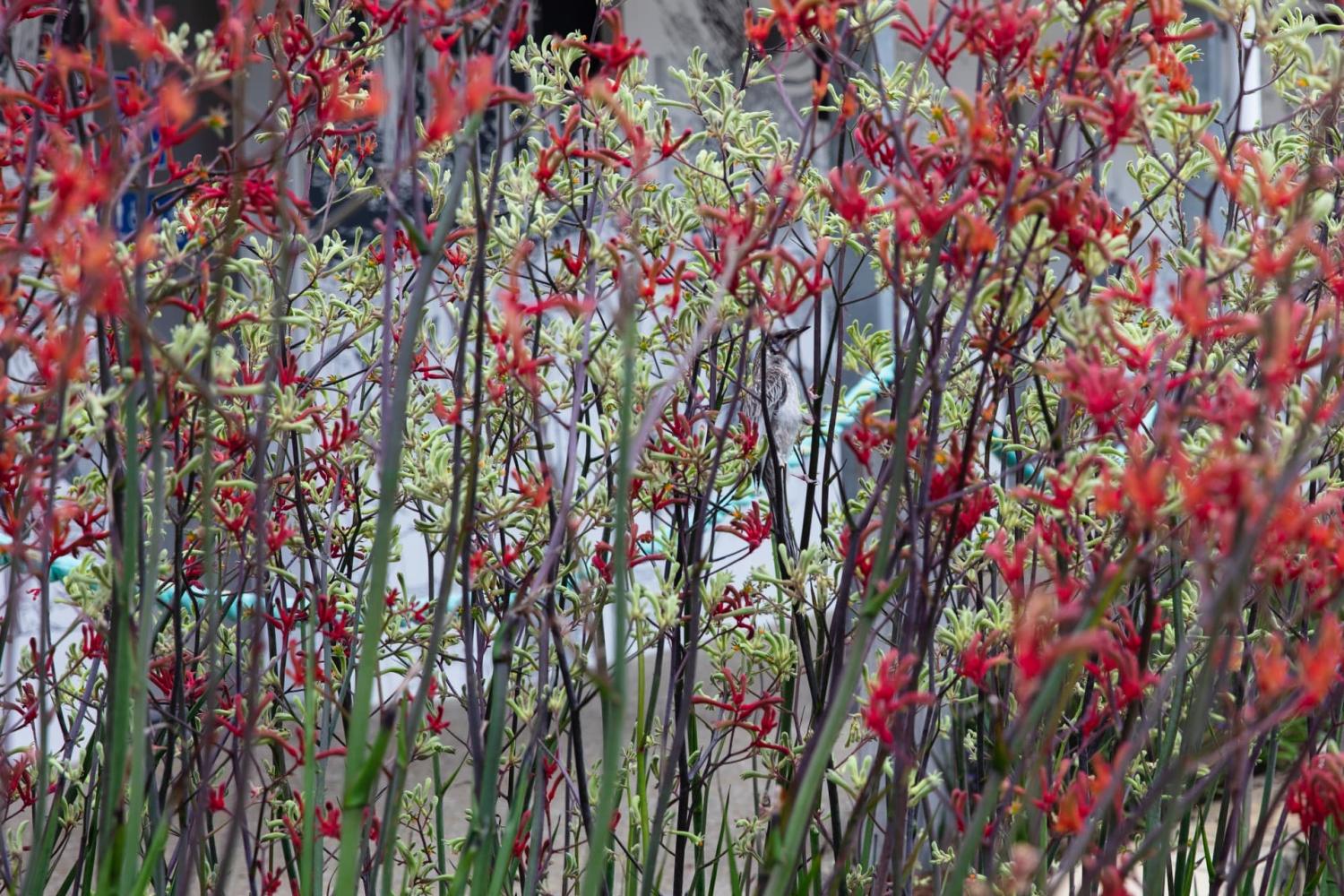 wong_busselton_06