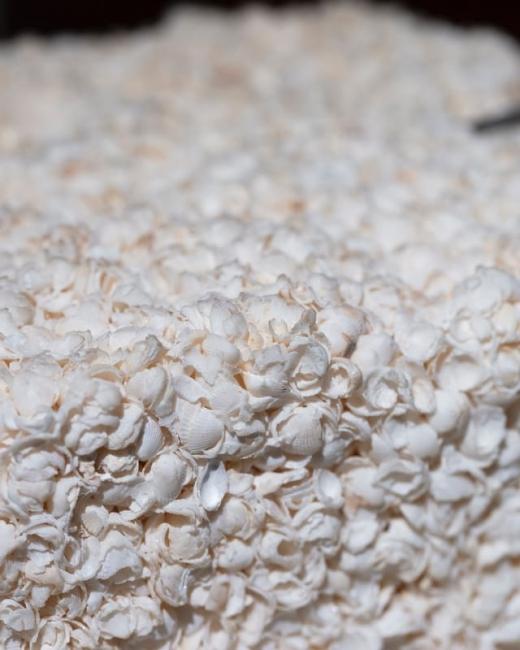 Tiny shells make solid houses