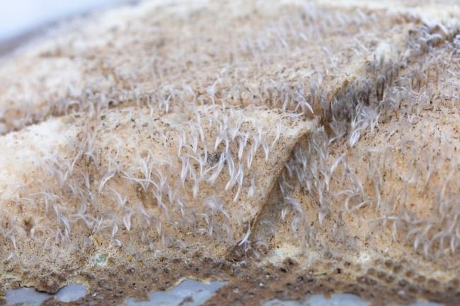 World’s first working laboratory in space