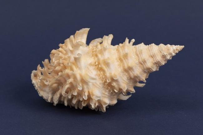 Shells and Crustacea