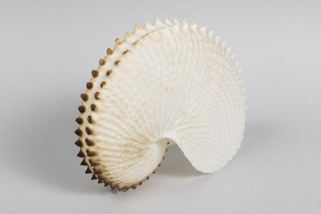 Nautilus Shells