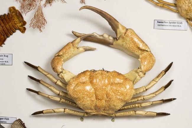 Shells and Crustacea