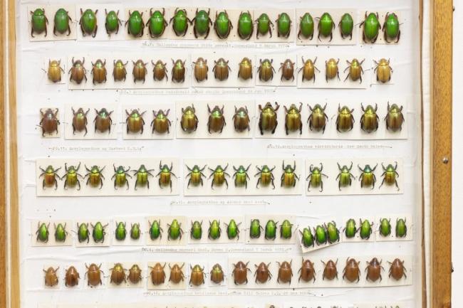 Keith Carnaby Beetle Collection