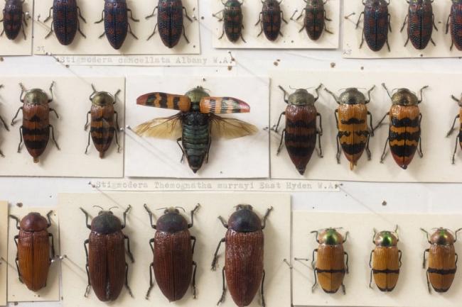 Keith Carnaby Beetle Collection