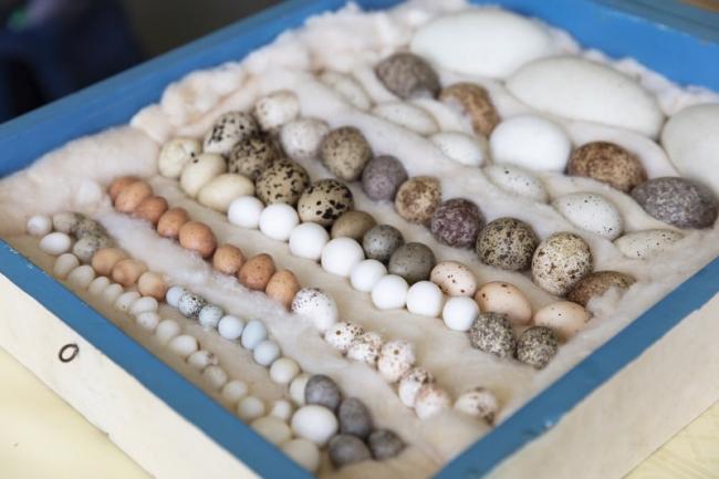 Birds' egg collection