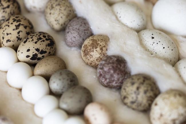 Birds' egg collection