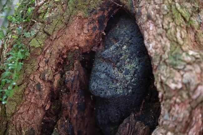 The Understory Art &amp; Nature Trail