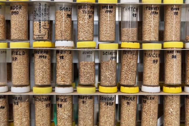 A collection of grain samples dating from 1878