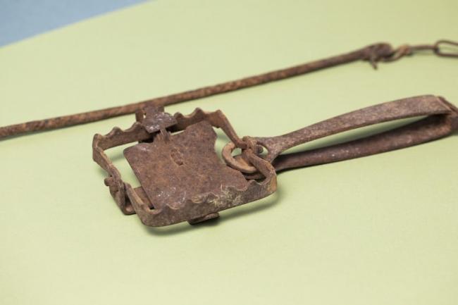 Rabbits, rabbits, rabbits