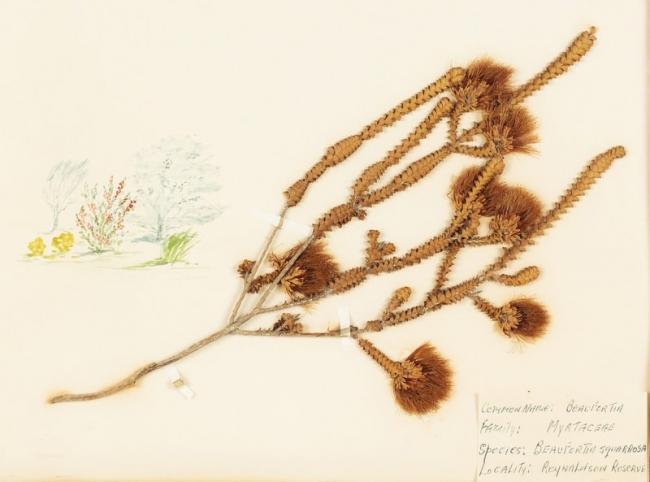 A history of preserving wildflowers