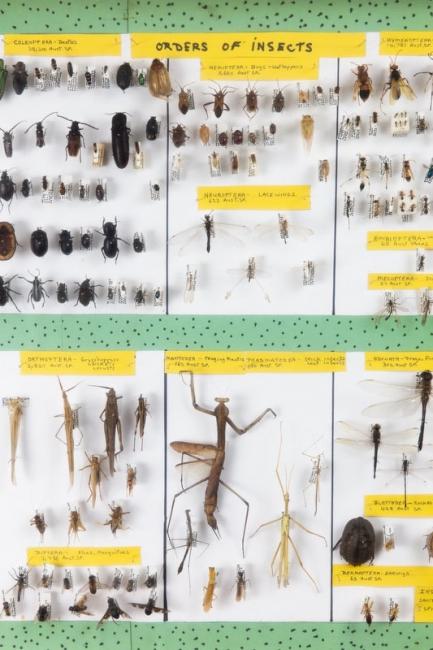 Creepy crawlies from the district