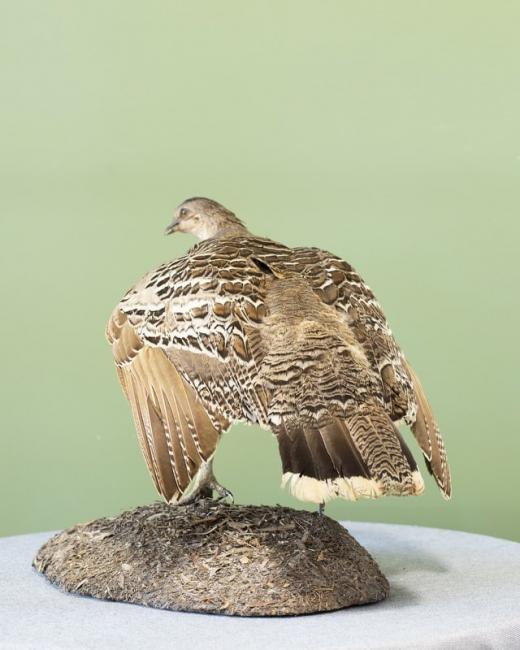 Taxidermy Malleefowl and eggs