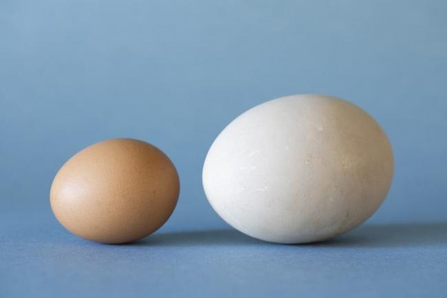 Taxidermy Malleefowl and eggs