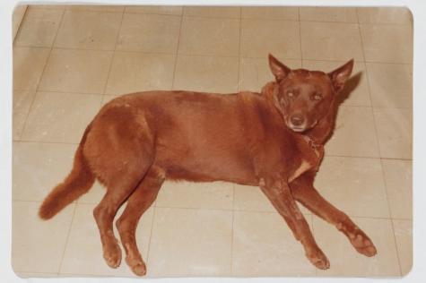 A loyal friend