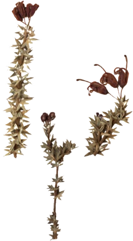Star-leaf Grevillea