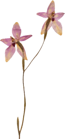 Little pink fairy orchid