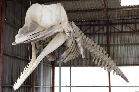 Sperm Whale Skeleton