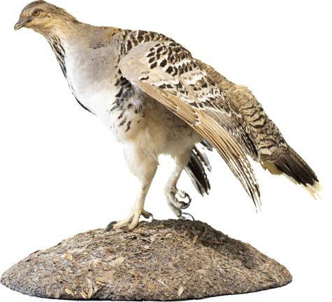 Taxidermy Malleefowl and eggs