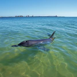 Koombana Bay