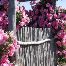 Kojonup Rose Maze