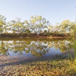 Goolinee - Cattle Pool