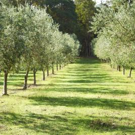 Tom Cullity Drive, Margaret River Gourmet Food and Wine Trail