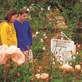 Heritage Rose Garden