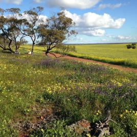 Coorow Wildflower Drive