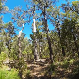 King Jarrah Tree