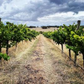 Freehand Wine