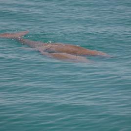 Dugong Encounters