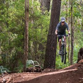 Big Pine, Bramley Forest, Margaret River