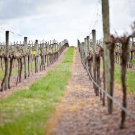 West Cape Howe Wines