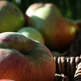 Denmark Heritage Cider Company